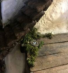a nest tucked in a quiet spot on the porch roof